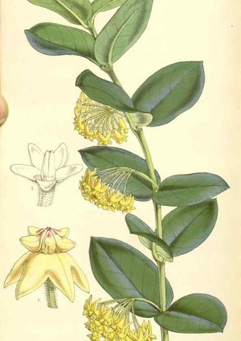 Reproducción/Reproduction 35107153522: Curtis's botanical magazine.. London ; New York [etc.] :Academic Press [etc.]