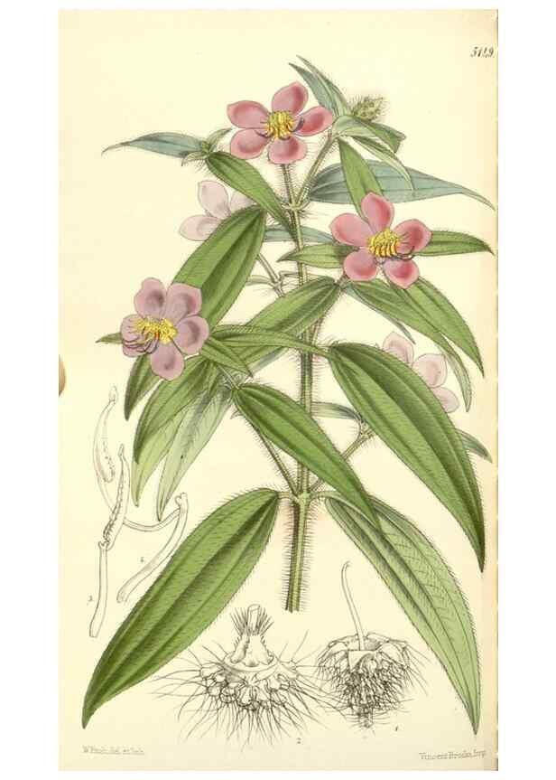 Reproducción/Reproduction 34886217830: Curtis's botanical magazine.. London ; New York [etc.] :Academic Press [etc.]