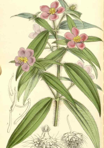 Reproducción/Reproduction 34886217830: Curtis's botanical magazine.. London ; New York [etc.] :Academic Press [etc.]