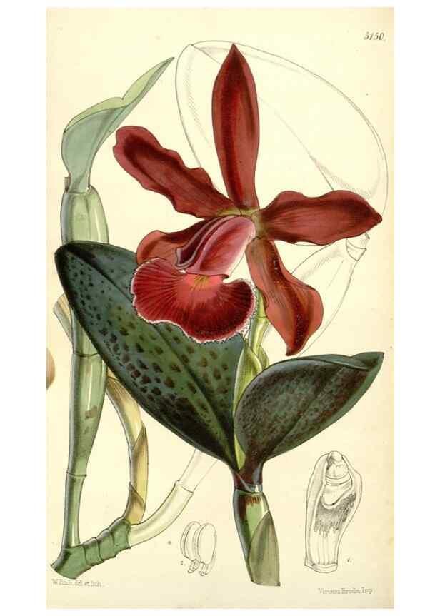 Reproducción/Reproduction 34464030933: Curtis's botanical magazine.. London ; New York [etc.] :Academic Press [etc.]