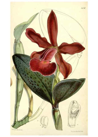 Reproducción/Reproduction 34464030933: Curtis's botanical magazine.. London ; New York [etc.] :Academic Press [etc.]
