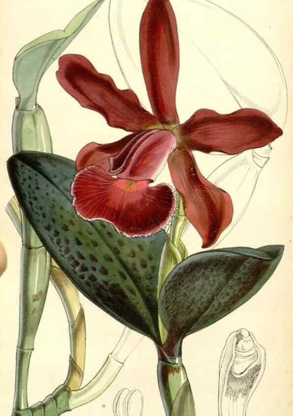 Reproducción/Reproduction 34464030933: Curtis's botanical magazine.. London ; New York [etc.] :Academic Press [etc.]