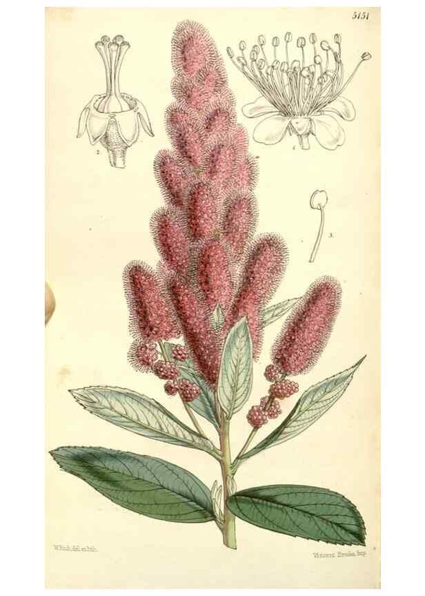 Reproducción/Reproduction 34464032643: Curtis's botanical magazine.. London ; New York [etc.] :Academic Press [etc.]