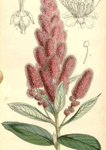 Reproducción/Reproduction 34464032643: Curtis's botanical magazine.. London ; New York [etc.] :Academic Press [etc.]