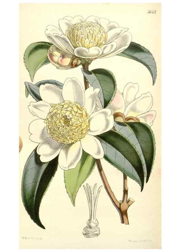 Reproducción/Reproduction 34464033923: Curtis's botanical magazine.. London ; New York [etc.] :Academic Press [etc.]