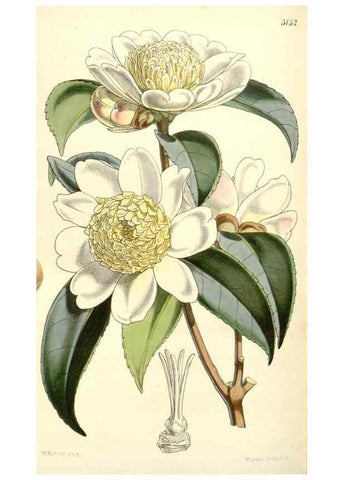 Reproducción/Reproduction 34464033923: Curtis's botanical magazine.. London ; New York [etc.] :Academic Press [etc.]