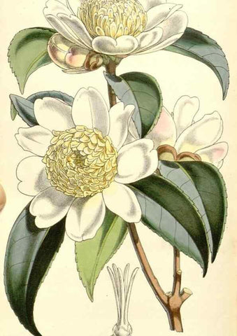 Reproducción/Reproduction 34464033923: Curtis's botanical magazine.. London ; New York [etc.] :Academic Press [etc.]