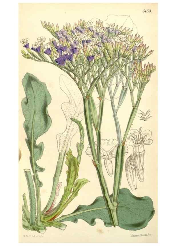 Reproducción/Reproduction 34464035643: Curtis's botanical magazine.. London ; New York [etc.] :Academic Press [etc.]