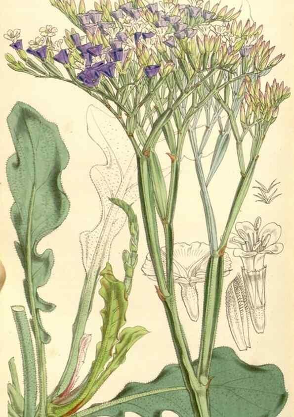 Reproducción/Reproduction 34464035643: Curtis's botanical magazine.. London ; New York [etc.] :Academic Press [etc.]