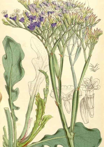 Reproducción/Reproduction 34464035643: Curtis's botanical magazine.. London ; New York [etc.] :Academic Press [etc.]