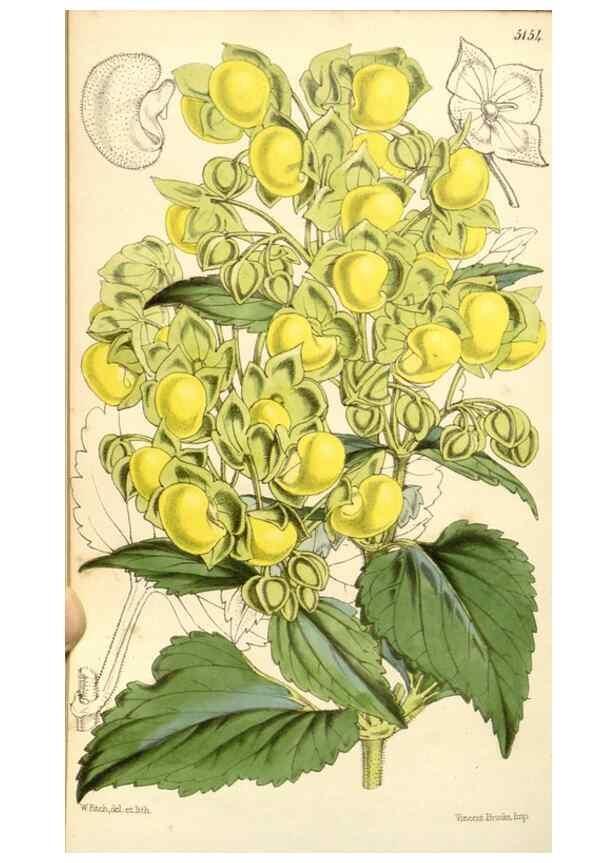 Reproducción/Reproduction 34464037193: Curtis's botanical magazine.. London ; New York [etc.] :Academic Press [etc.]