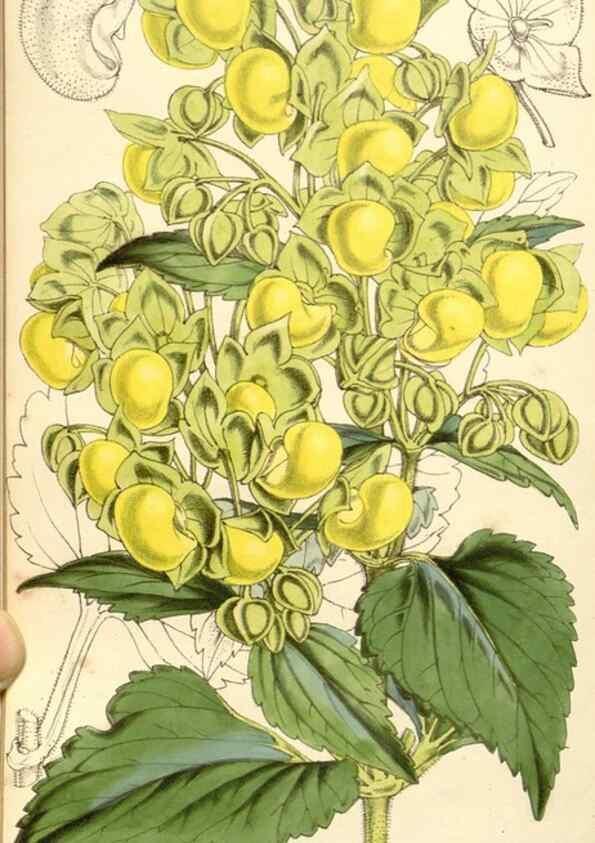 Reproducción/Reproduction 34464037193: Curtis's botanical magazine.. London ; New York [etc.] :Academic Press [etc.]