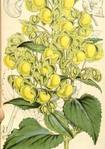 Reproducción/Reproduction 34464037193: Curtis's botanical magazine.. London ; New York [etc.] :Academic Press [etc.]
