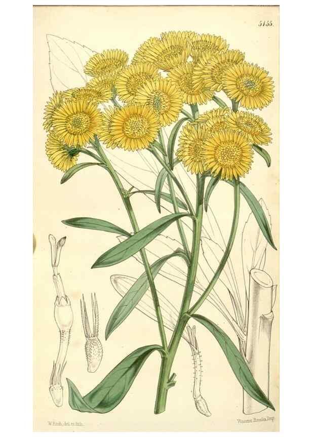 Reproducción/Reproduction 34464038953: Curtis's botanical magazine.. London ; New York [etc.] :Academic Press [etc.]
