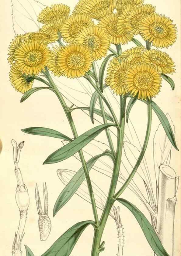 Reproducción/Reproduction 34464038953: Curtis's botanical magazine.. London ; New York [etc.] :Academic Press [etc.]