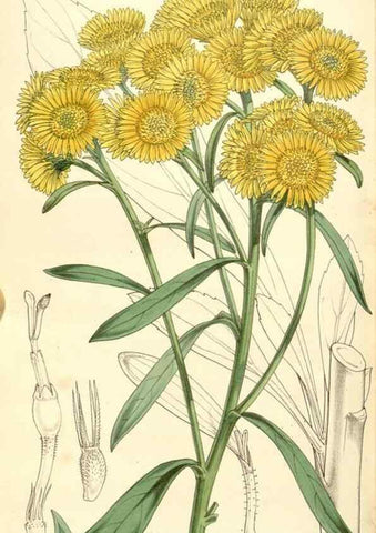 Reproducción/Reproduction 34464038953: Curtis's botanical magazine.. London ; New York [etc.] :Academic Press [etc.]