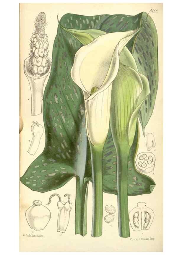 Reproducción/Reproduction 34429759764: Curtis's botanical magazine.. London ; New York [etc.] :Academic Press [etc.]