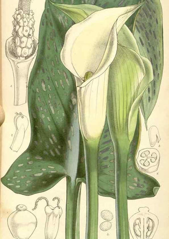 Reproducción/Reproduction 34429759764: Curtis's botanical magazine.. London ; New York [etc.] :Academic Press [etc.]