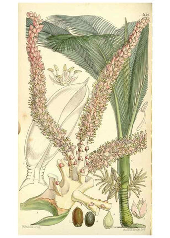 Reproducción/Reproduction 34429756944: Curtis's botanical magazine.. London ; New York [etc.] :Academic Press [etc.]