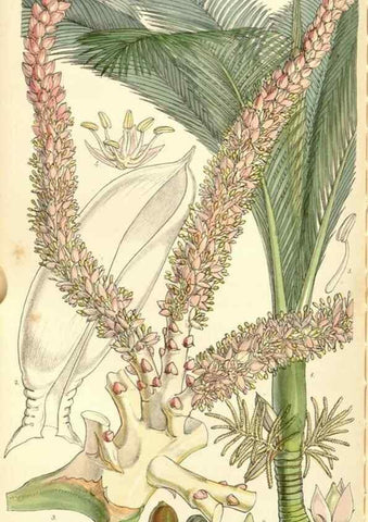 Reproducción/Reproduction 34429756944: Curtis's botanical magazine.. London ; New York [etc.] :Academic Press [etc.]