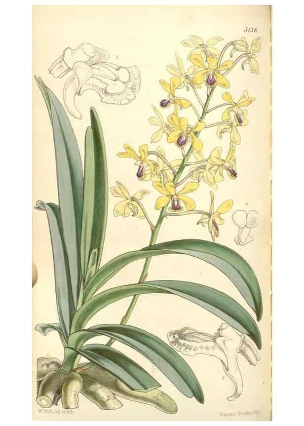 Reproducción/Reproduction 35143457841: Curtis's botanical magazine.. London ; New York [etc.] :Academic Press [etc.]