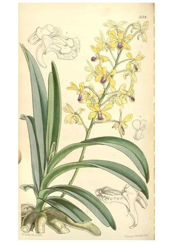 Reproducción/Reproduction 35143457841: Curtis's botanical magazine.. London ; New York [etc.] :Academic Press [etc.]