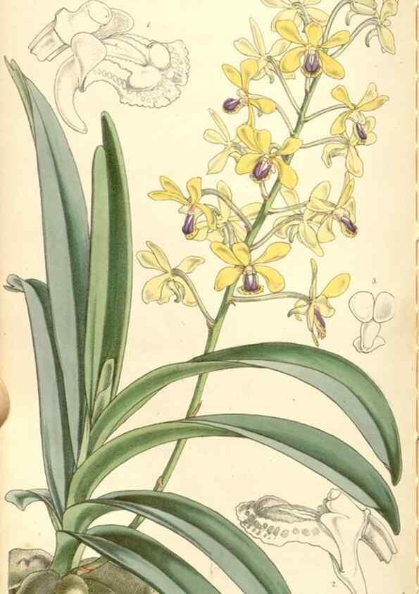 Reproducción/Reproduction 35143457841: Curtis's botanical magazine.. London ; New York [etc.] :Academic Press [etc.]