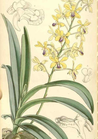 Reproducción/Reproduction 35143457841: Curtis's botanical magazine.. London ; New York [etc.] :Academic Press [etc.]