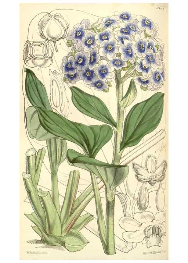 Reproducción/Reproduction 35143456681: Curtis's botanical magazine.. London ; New York [etc.] :Academic Press [etc.]