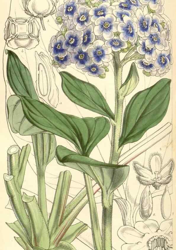 Reproducción/Reproduction 35143456681: Curtis's botanical magazine.. London ; New York [etc.] :Academic Press [etc.]