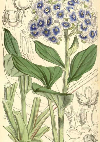 Reproducción/Reproduction 35143456681: Curtis's botanical magazine.. London ; New York [etc.] :Academic Press [etc.]