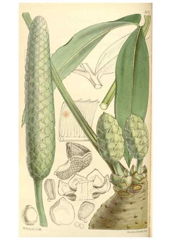 Reproducción/Reproduction 35107090042: Curtis's botanical magazine.. London ; New York [etc.] :Academic Press [etc.]