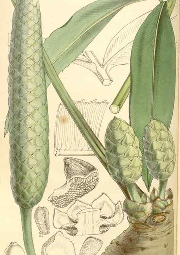 Reproducción/Reproduction 35107090042: Curtis's botanical magazine.. London ; New York [etc.] :Academic Press [etc.]