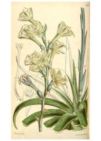 Reproducción/Reproduction 35107093502: Curtis's botanical magazine.. London ; New York [etc.] :Academic Press [etc.]