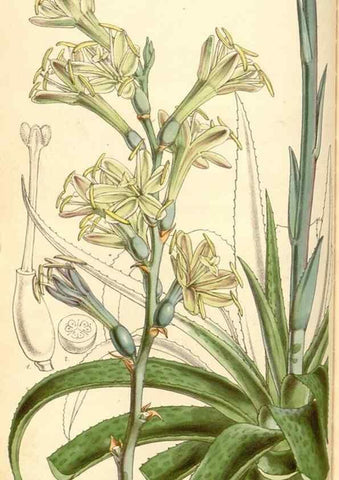 Reproducción/Reproduction 35107093502: Curtis's botanical magazine.. London ; New York [etc.] :Academic Press [etc.]