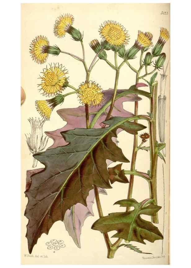 Reproducción/Reproduction 35107097832: Curtis's botanical magazine.. London ; New York [etc.] :Academic Press [etc.]