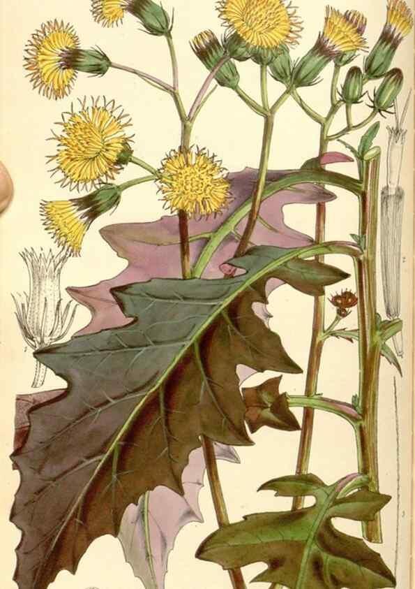 Reproducción/Reproduction 35107097832: Curtis's botanical magazine.. London ; New York [etc.] :Academic Press [etc.]