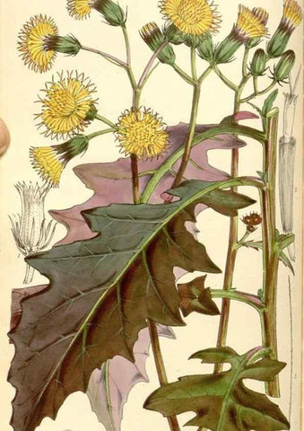 Reproducción/Reproduction 35107097832: Curtis's botanical magazine.. London ; New York [etc.] :Academic Press [etc.]
