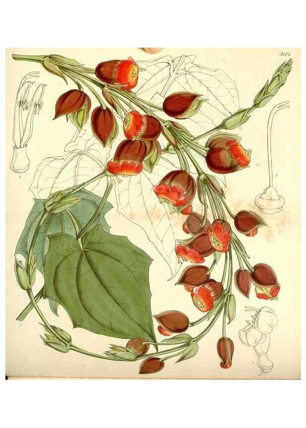 Reproducción/Reproduction 35107100802: Curtis's botanical magazine.. London ; New York [etc.] :Academic Press [etc.]