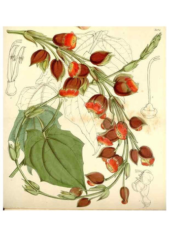 Reproducción/Reproduction 35107100802: Curtis's botanical magazine.. London ; New York [etc.] :Academic Press [etc.]