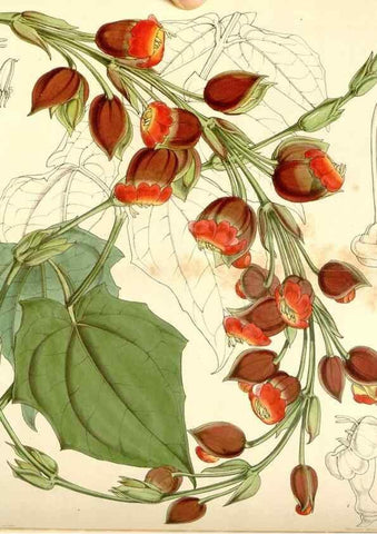 Reproducción/Reproduction 35107100802: Curtis's botanical magazine.. London ; New York [etc.] :Academic Press [etc.]