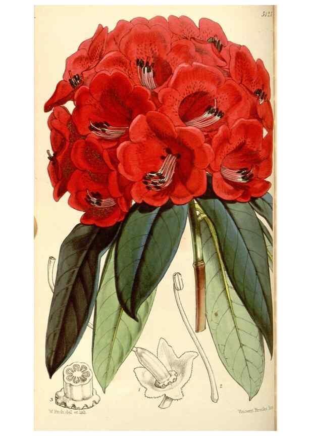 Reproducción/Reproduction 35107104832: Curtis's botanical magazine.. London ; New York [etc.] :Academic Press [etc.]