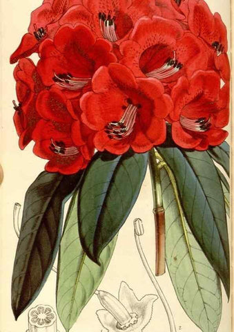 Reproducción/Reproduction 35107104832: Curtis's botanical magazine.. London ; New York [etc.] :Academic Press [etc.]