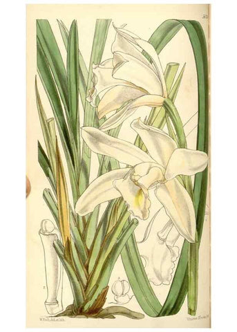 Reproducción/Reproduction 35107108412: Curtis's botanical magazine.. London ; New York [etc.] :Academic Press [etc.]