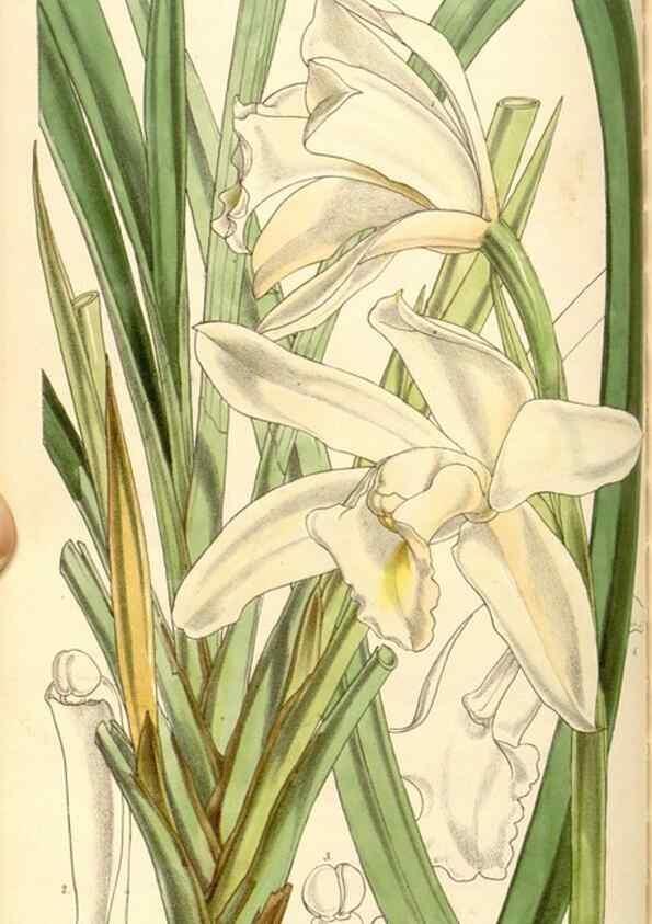Reproducción/Reproduction 35107108412: Curtis's botanical magazine.. London ; New York [etc.] :Academic Press [etc.]