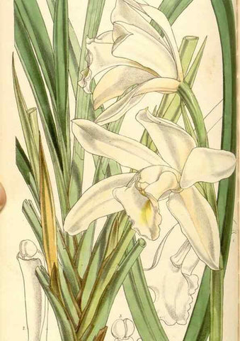 Reproducción/Reproduction 35107108412: Curtis's botanical magazine.. London ; New York [etc.] :Academic Press [etc.]