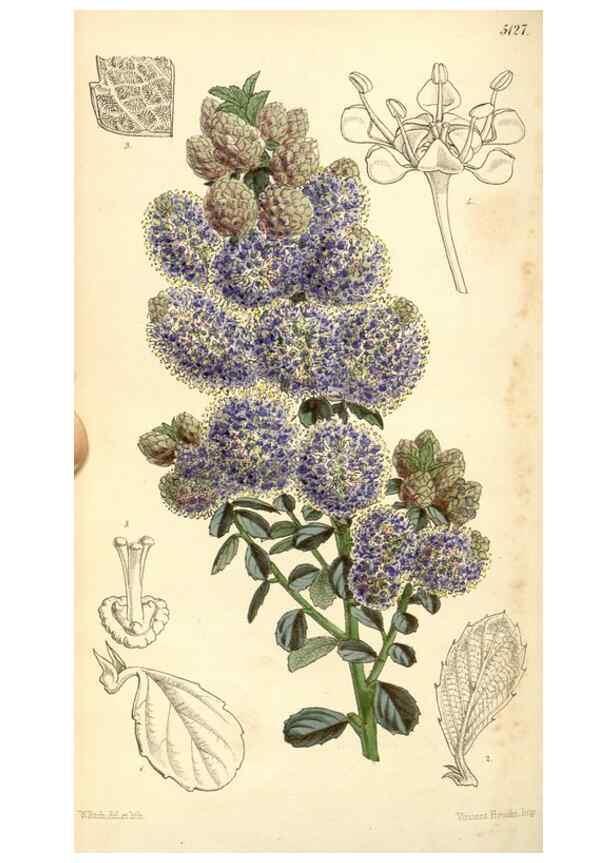 Reproducción/Reproduction 35107111772: Curtis's botanical magazine.. London ; New York [etc.] :Academic Press [etc.]