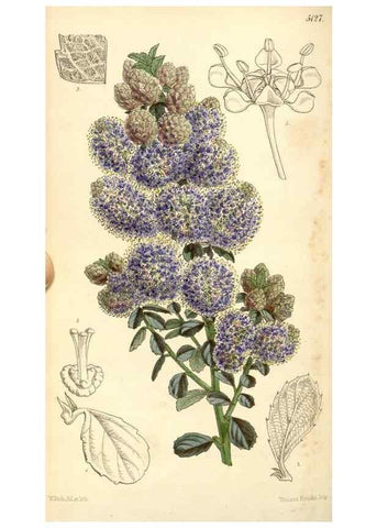 Reproducción/Reproduction 35107111772: Curtis's botanical magazine.. London ; New York [etc.] :Academic Press [etc.]