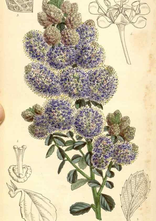 Reproducción/Reproduction 35107111772: Curtis's botanical magazine.. London ; New York [etc.] :Academic Press [etc.]