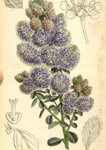 Reproducción/Reproduction 35107111772: Curtis's botanical magazine.. London ; New York [etc.] :Academic Press [etc.]